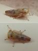 Populicerus sp.